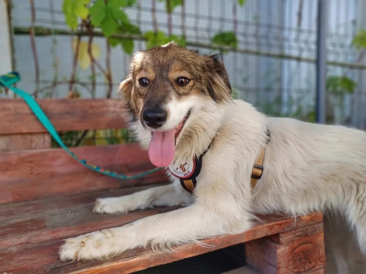Lettie, female 3yo Mixed Breed for adoption at Ein Herz für Streuner e.V., München