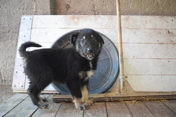 Letty, female puppy Mixed Breed for adoption at Ein Herz für Streuner e.V., München