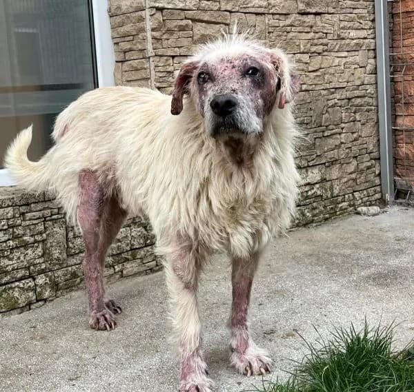 Lev, male senior Mixed Breed for adoption at Ein Herz für Streuner e.V., München