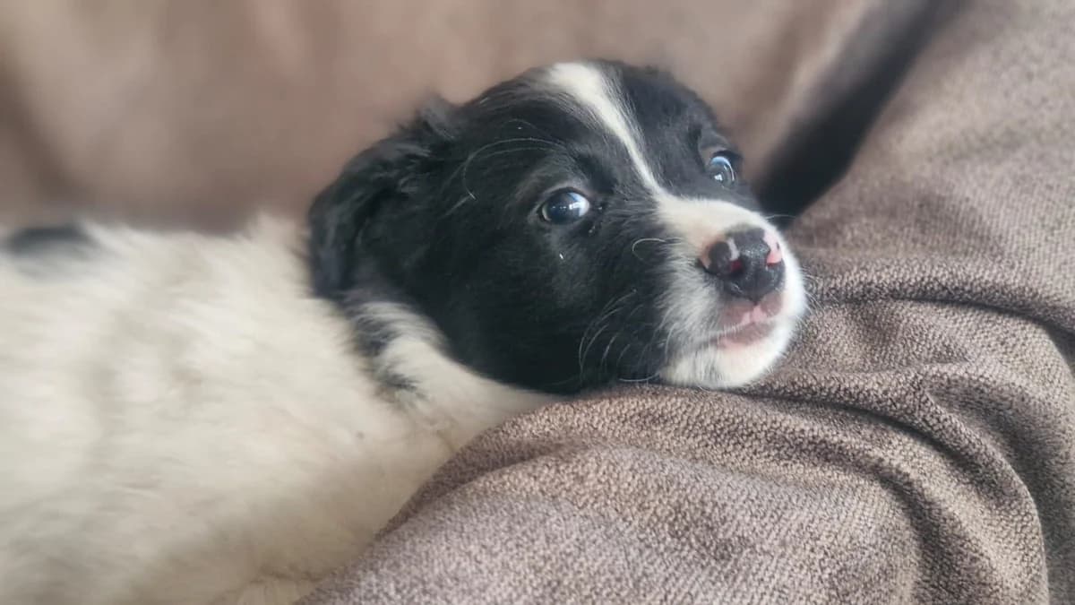 Leve, schwarz male puppy Mixed Breed for adoption at Ein Herz für Streuner e.V., München