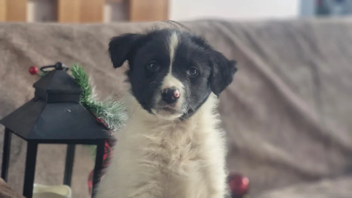 Leve, schwarz male puppy Mixed Breed for adoption at Ein Herz für Streuner e.V., München