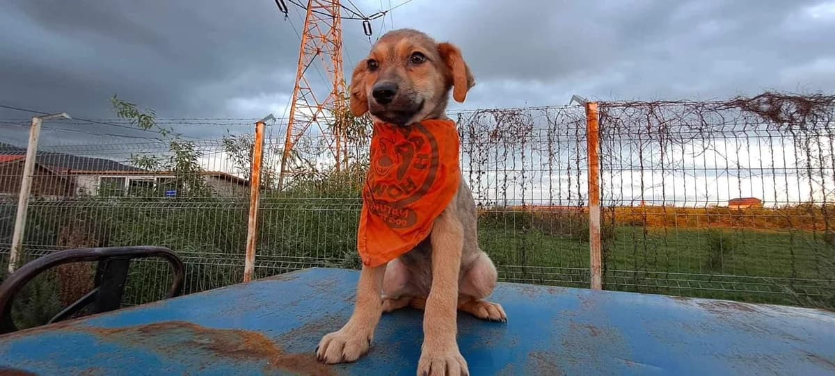 Levi, puppy Mixed Breed for adoption at Ein Herz für Streuner e.V., München