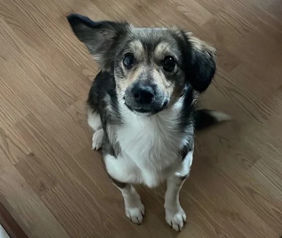 Levi, male 5yo Mixed Breed for adoption at Ein Herz für Streuner e.V., München