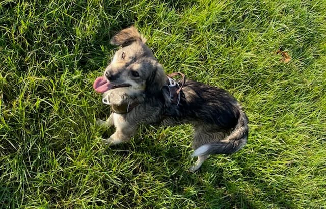 Levi, male 5yo Mixed Breed for adoption at Ein Herz für Streuner e.V., München