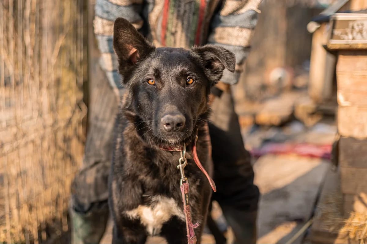 Levi, male young Mixed Breed for adoption at Ein Herz für Streuner e.V., München