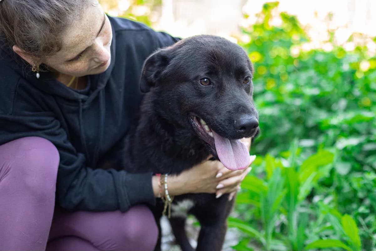 Levin, male young Mixed Breed for adoption at Ein Herz für Streuner e.V., München