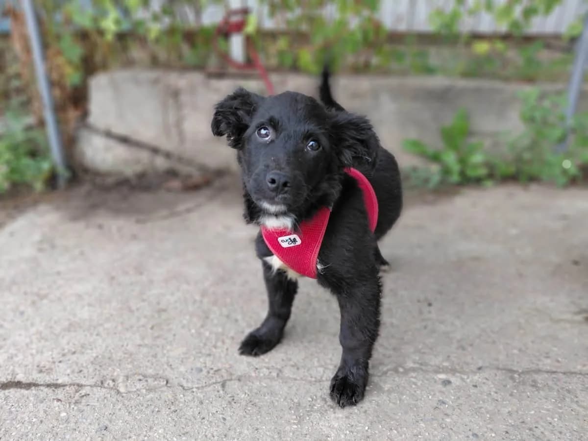 Levin, male puppy Mixed Breed for adoption at Ein Herz für Streuner e.V., München