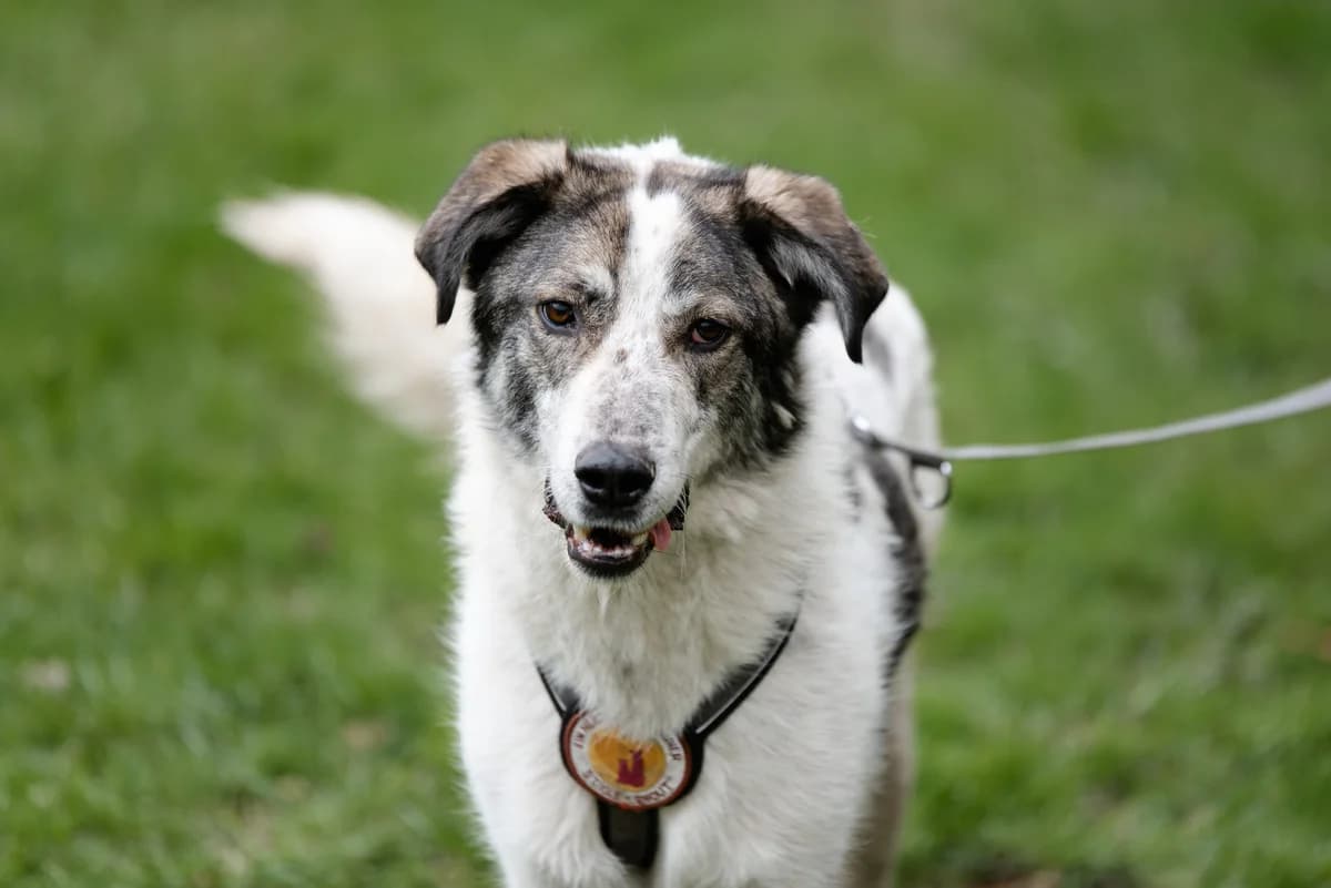 Levon, male 4yo Mixed Breed for adoption at Ein Herz für Streuner e.V., München