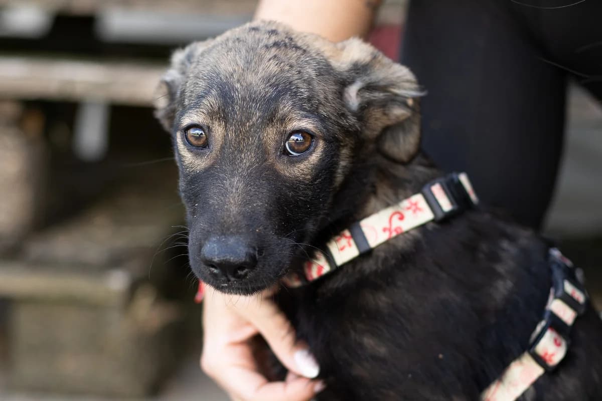 Lewis, braun male puppy Mixed Breed for adoption at Ein Herz für Streuner e.V., München