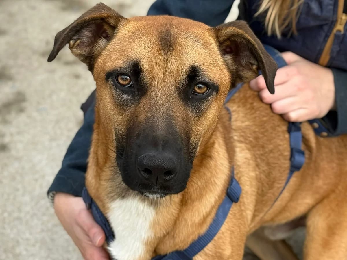 Lewis, male young Mixed Breed for adoption at Ein Herz für Streuner e.V., München