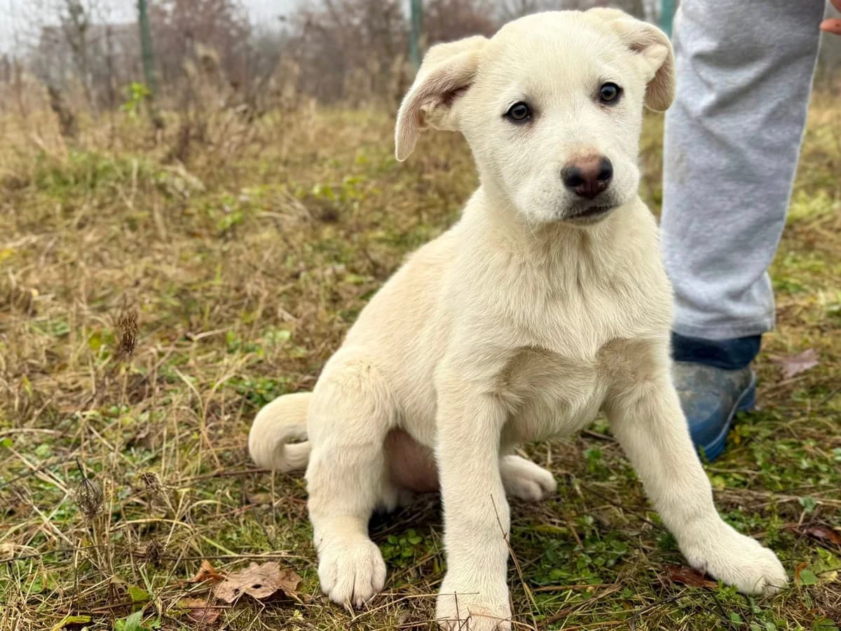 Lewis, weiß male puppy Mixed Breed for adoption at Ein Herz für Streuner e.V., München