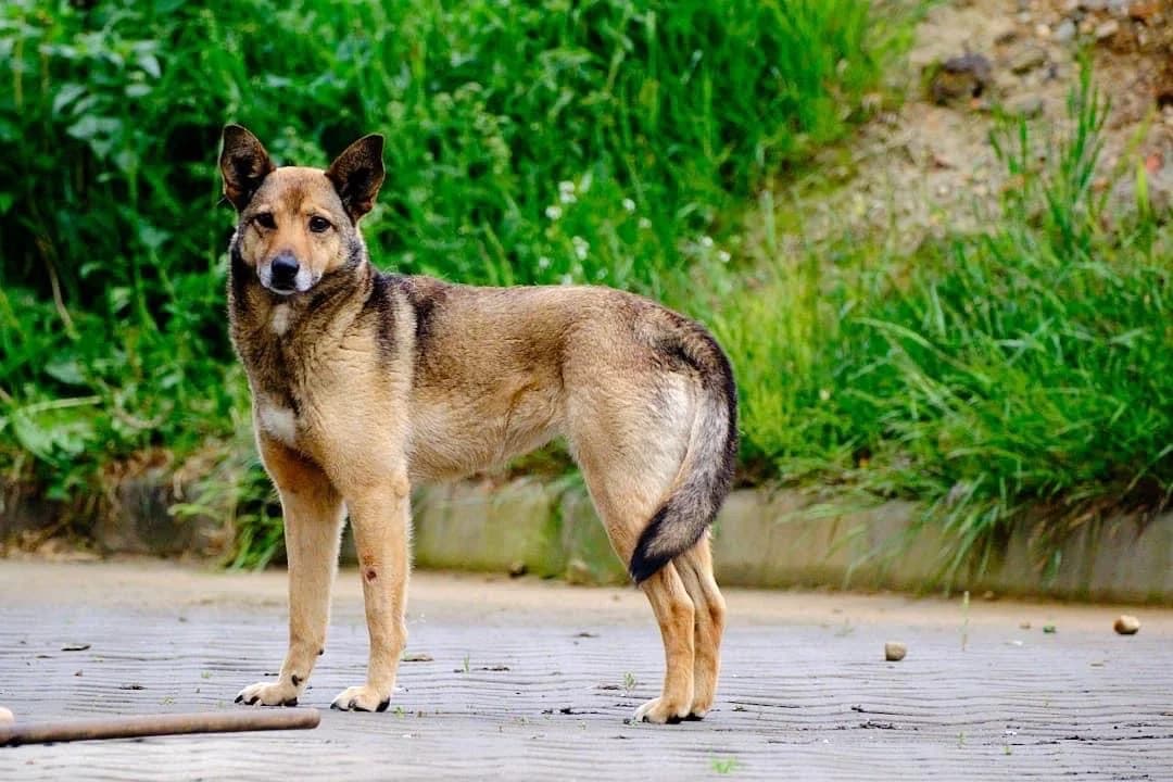 Lewisia, female senior Mixed Breed for adoption at Ein Herz für Streuner e.V., München