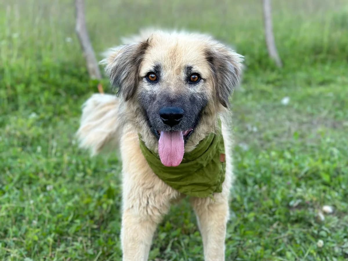 Lex, male 5yo Mixed Breed for adoption at Ein Herz für Streuner e.V., München