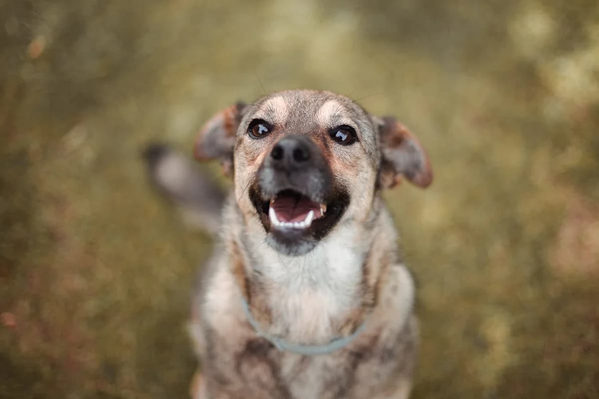 Lexa, schwarz female 5yo Mixed Breed for adoption at Ein Herz für Streuner e.V., München