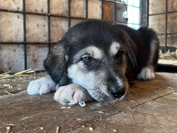 Lexa, female puppy Mixed Breed for adoption at Ein Herz für Streuner e.V., München