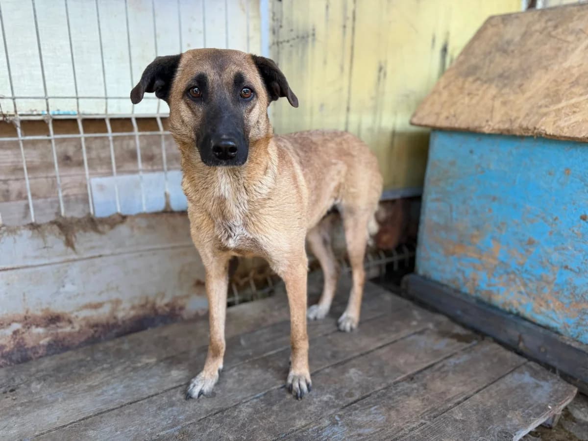 Lexa, female 5yo Mixed Breed for adoption at Ein Herz für Streuner e.V., München
