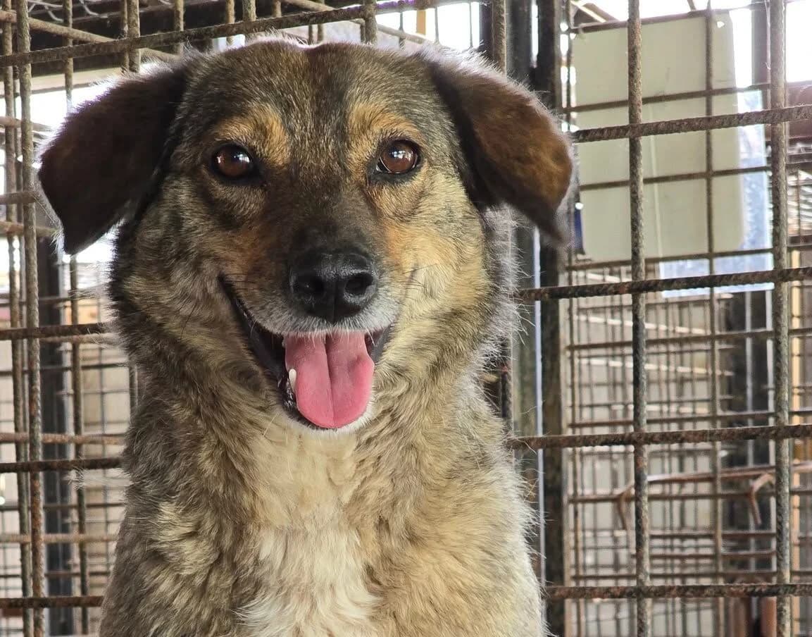 Lexi, female 3yo Mixed Breed for adoption at Ein Herz für Streuner e.V., München