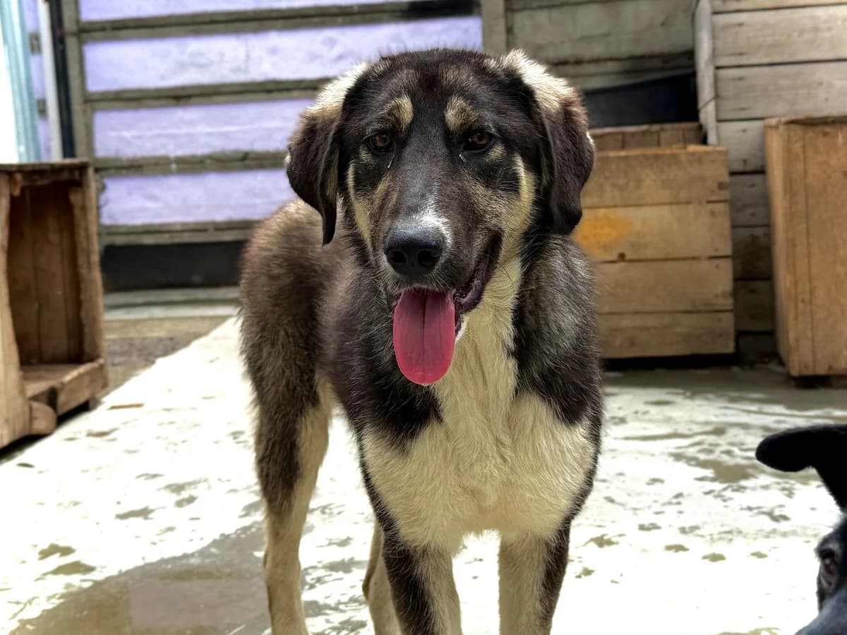 Lexi, female puppy Mixed Breed for adoption at Ein Herz für Streuner e.V., München