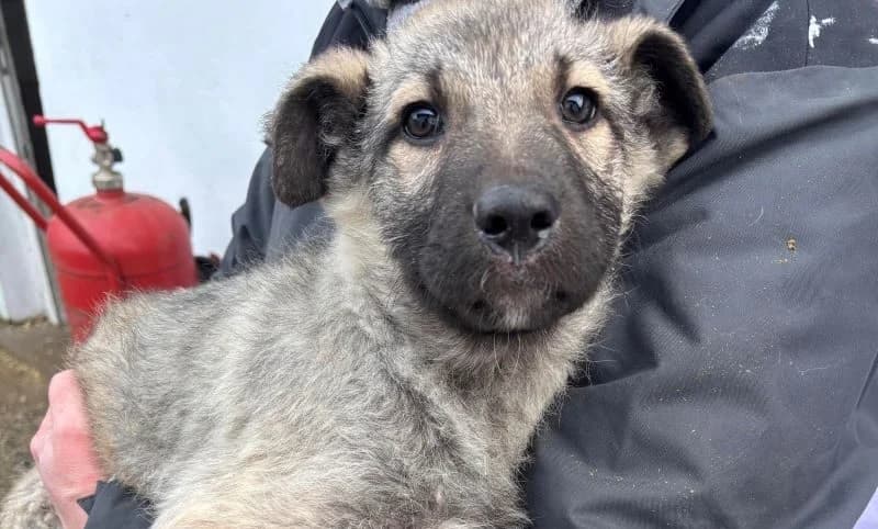 Lexington, male puppy Mixed Breed for adoption at Ein Herz für Streuner e.V., München