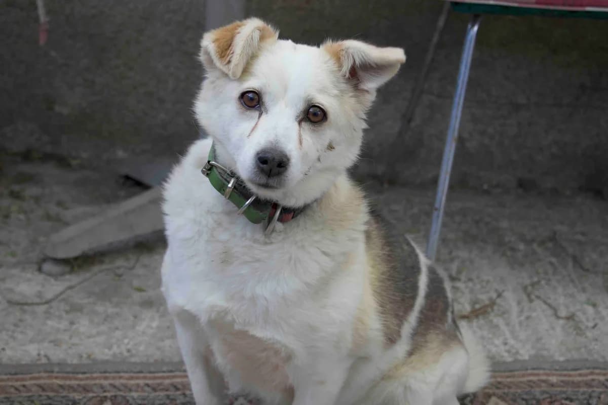 Leyla, weiß female senior Mixed Breed for adoption at Ein Herz für Streuner e.V., München