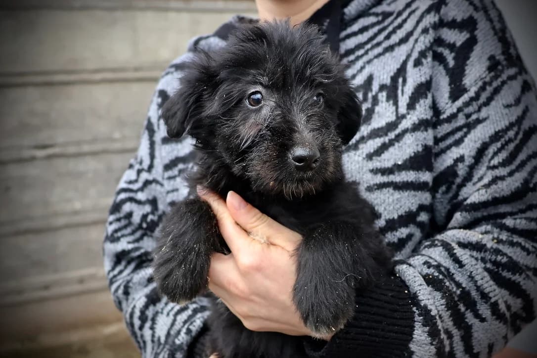 Li Si, schwarz female puppy Mixed Breed for adoption at Ein Herz für Streuner e.V., München