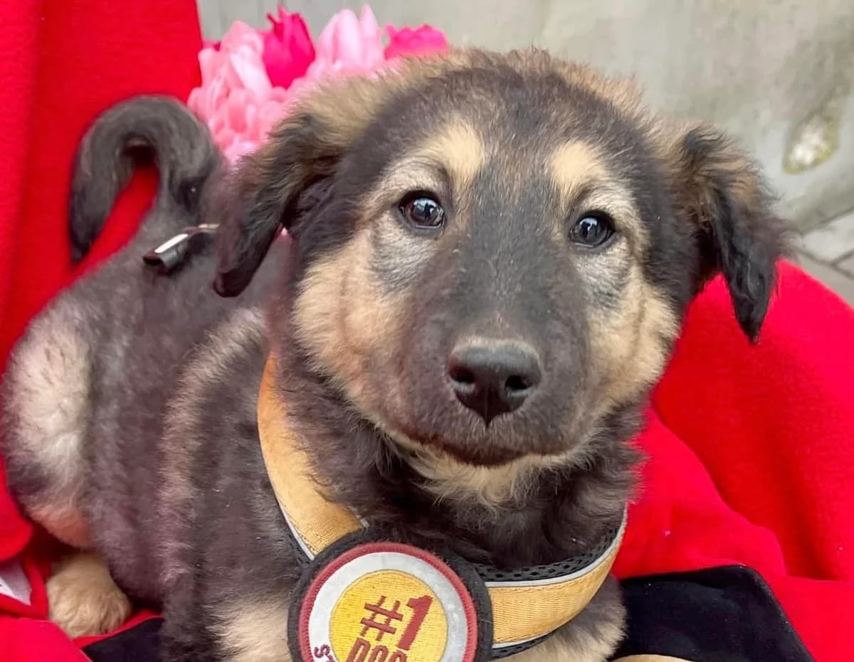 Lia, female puppy Mixed Breed for adoption at Ein Herz für Streuner e.V., München