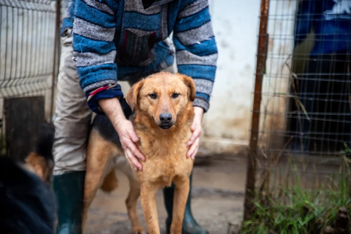 Lia, female 5yo Mixed Breed for adoption at Ein Herz für Streuner e.V., München