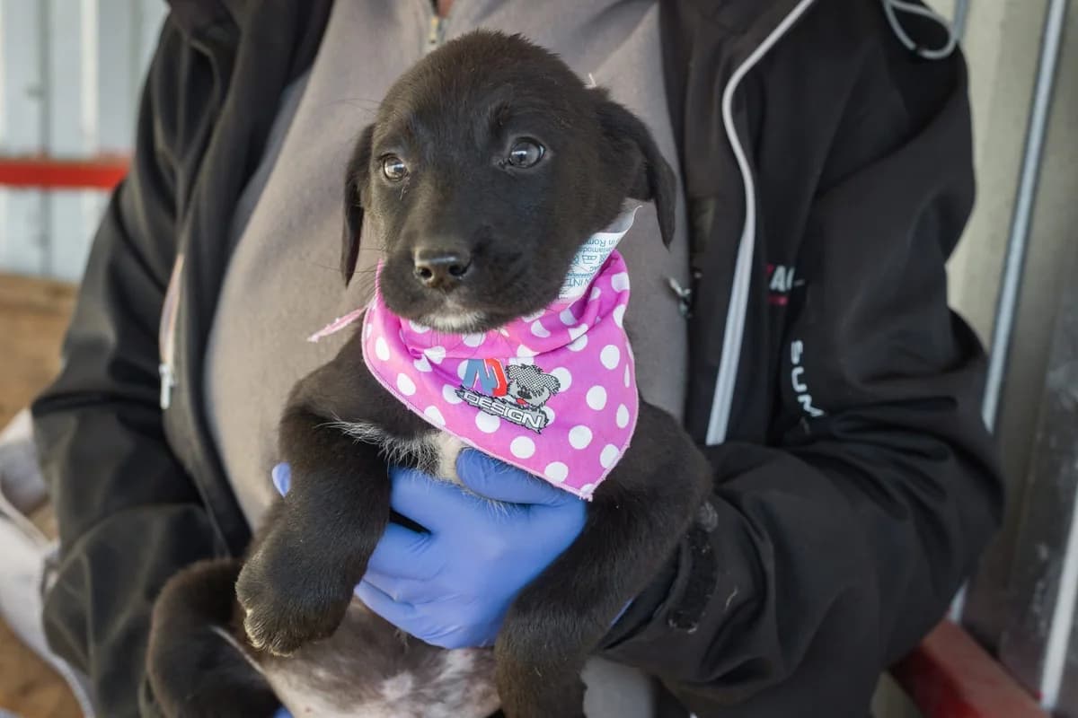 Liah, weiß female puppy Mixed Breed for adoption at Ein Herz für Streuner e.V., München