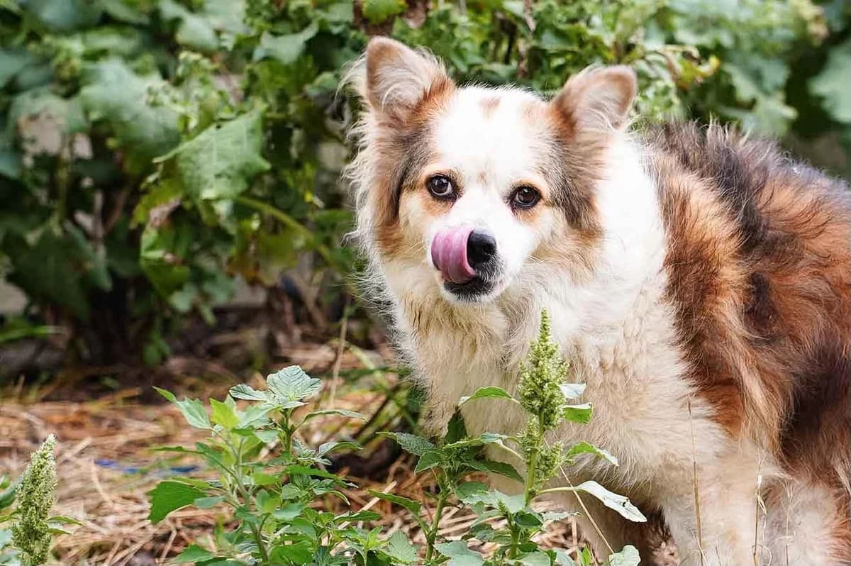 Liah, female 7yo Mixed Breed for adoption at Ein Herz für Streuner e.V., München