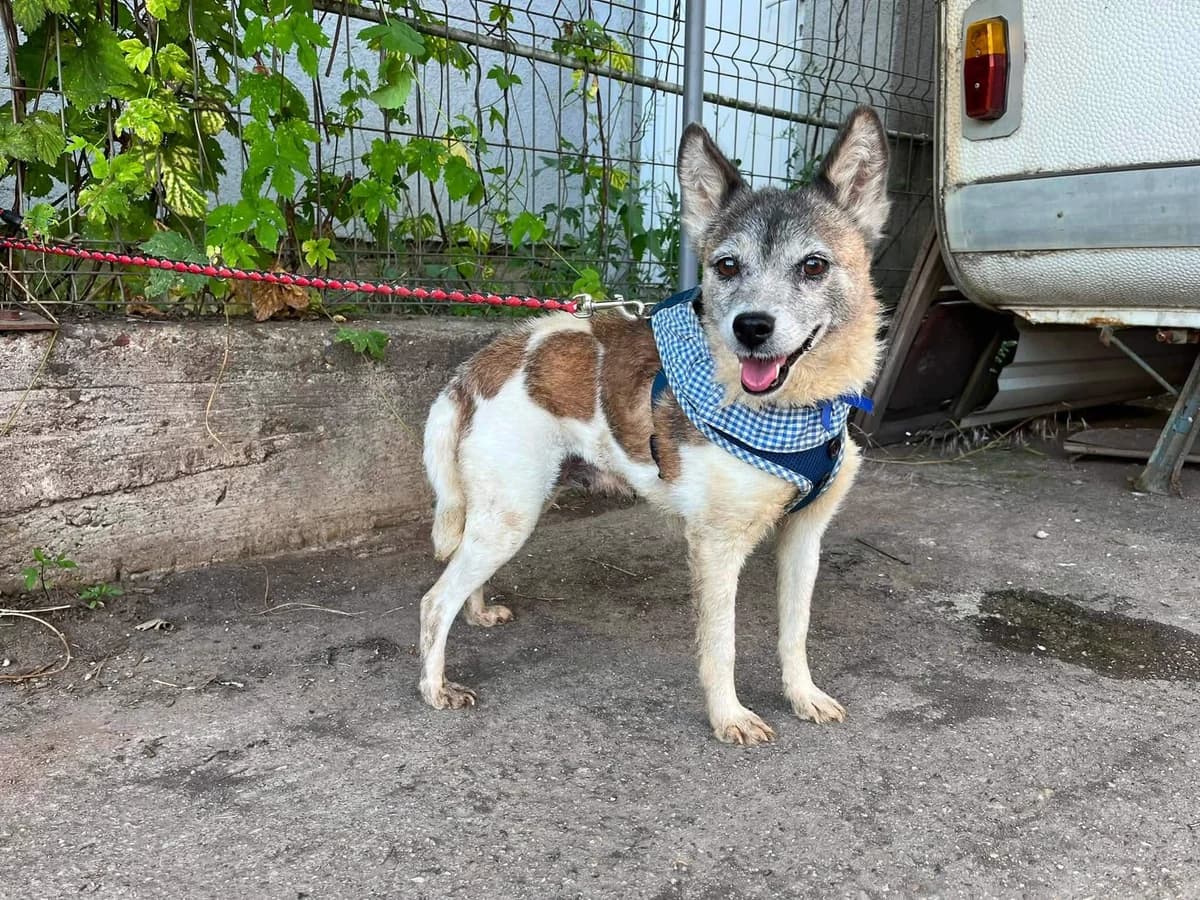 Liah, female senior Mixed Breed for adoption at Ein Herz für Streuner e.V., München