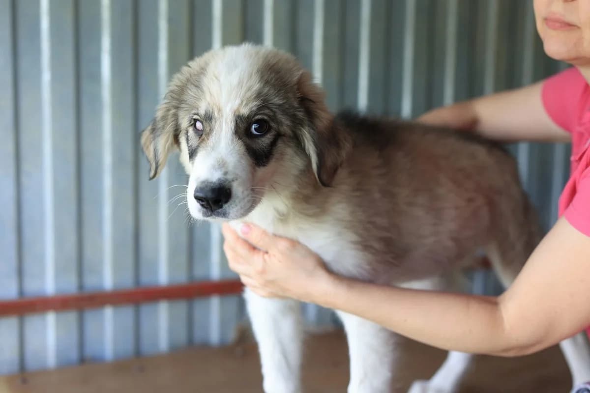 Liam, male puppy Mixed Breed for adoption at Ein Herz für Streuner e.V., München