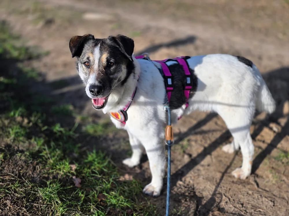 Liam, weiß male 5yo Mixed Breed for adoption at Ein Herz für Streuner e.V., München