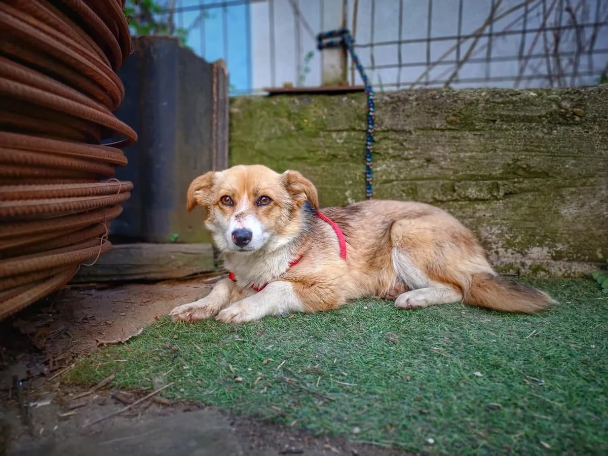 Liana, Mixed Breed for adoption at Ein Herz für Streuner e.V., München