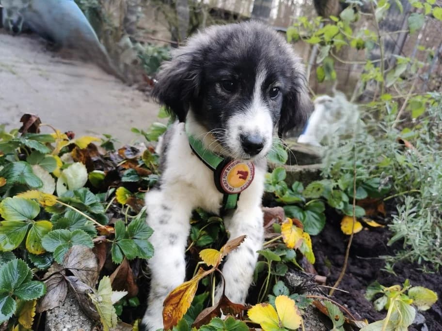 Liaru, male puppy Mixed Breed for adoption at Ein Herz für Streuner e.V., München