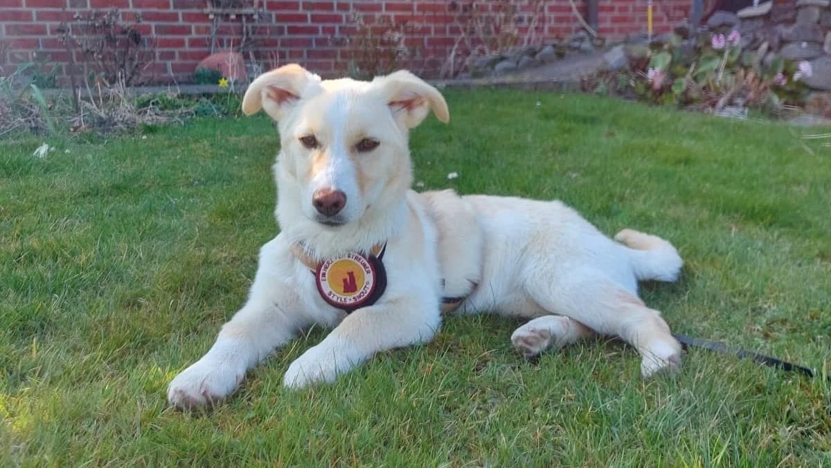 Libby, weiß female puppy Mixed Breed for adoption at Ein Herz für Streuner e.V., München