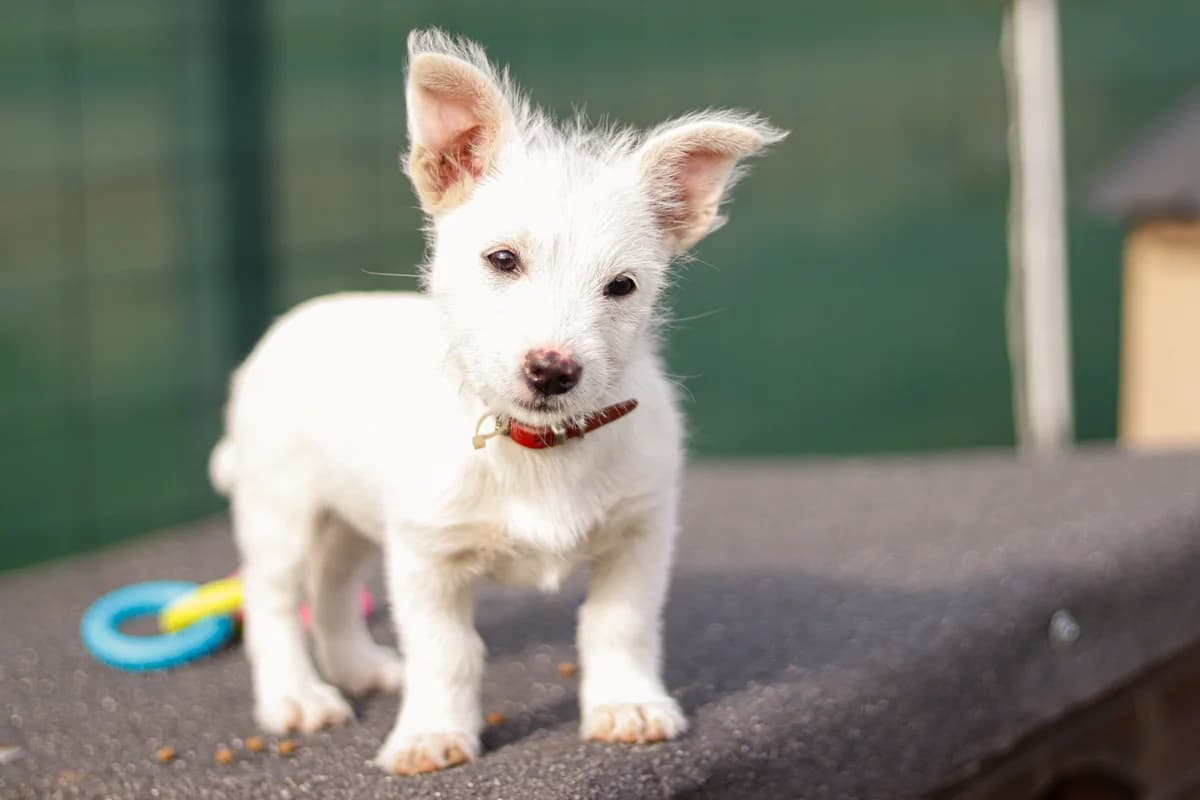 Libby, weiß female puppy Mixed Breed for adoption at Ein Herz für Streuner e.V., München