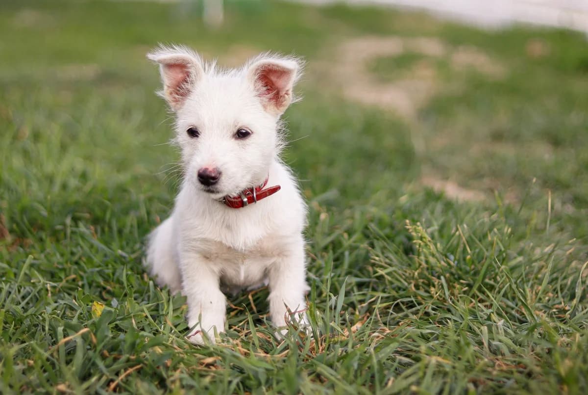 Libby, weiß female puppy Mixed Breed for adoption at Ein Herz für Streuner e.V., München
