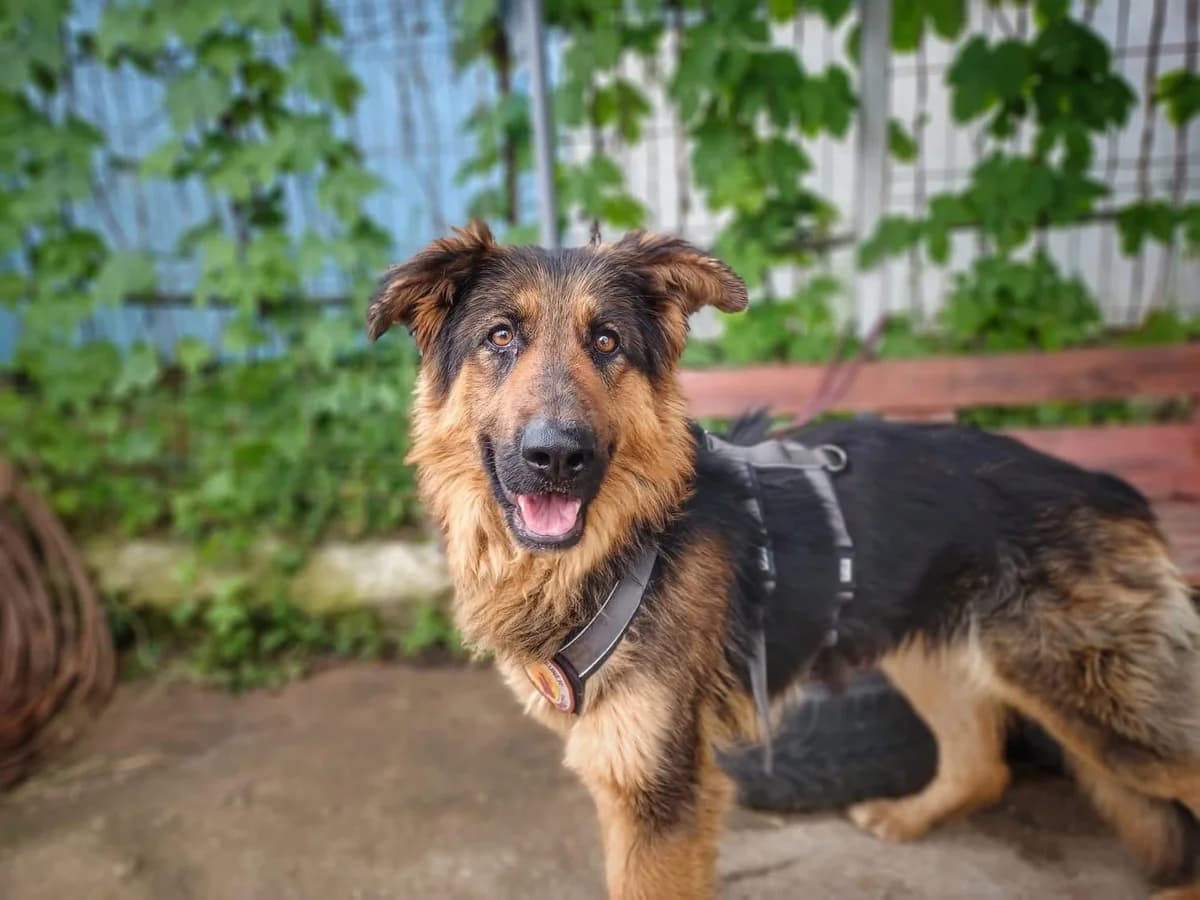 Libra, female 4yo Mixed Breed for adoption at Ein Herz für Streuner e.V., München
