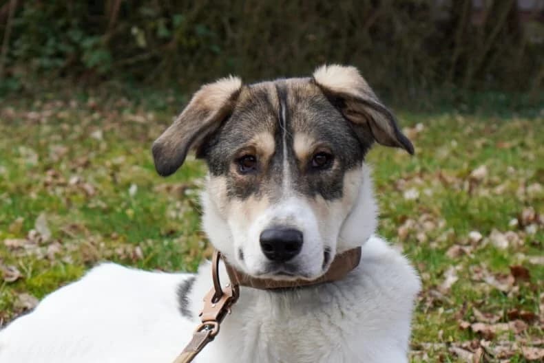 Lidy, female 5yo Mixed Breed for adoption at Ein Herz für Streuner e.V., München
