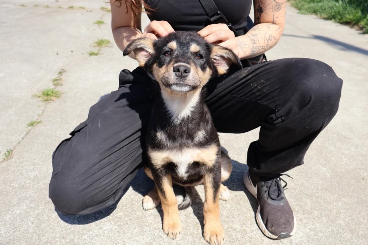 Lieke, female puppy Mixed Breed for adoption at Ein Herz für Streuner e.V., München