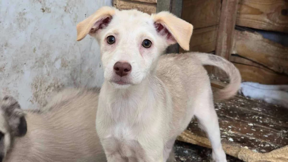 Lieke, female puppy Mixed Breed for adoption at Ein Herz für Streuner e.V., München