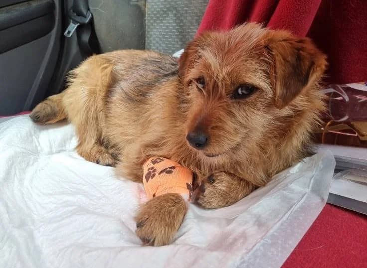 Liesbeth, female 3yo Mixed Breed for adoption at Ein Herz für Streuner e.V., München