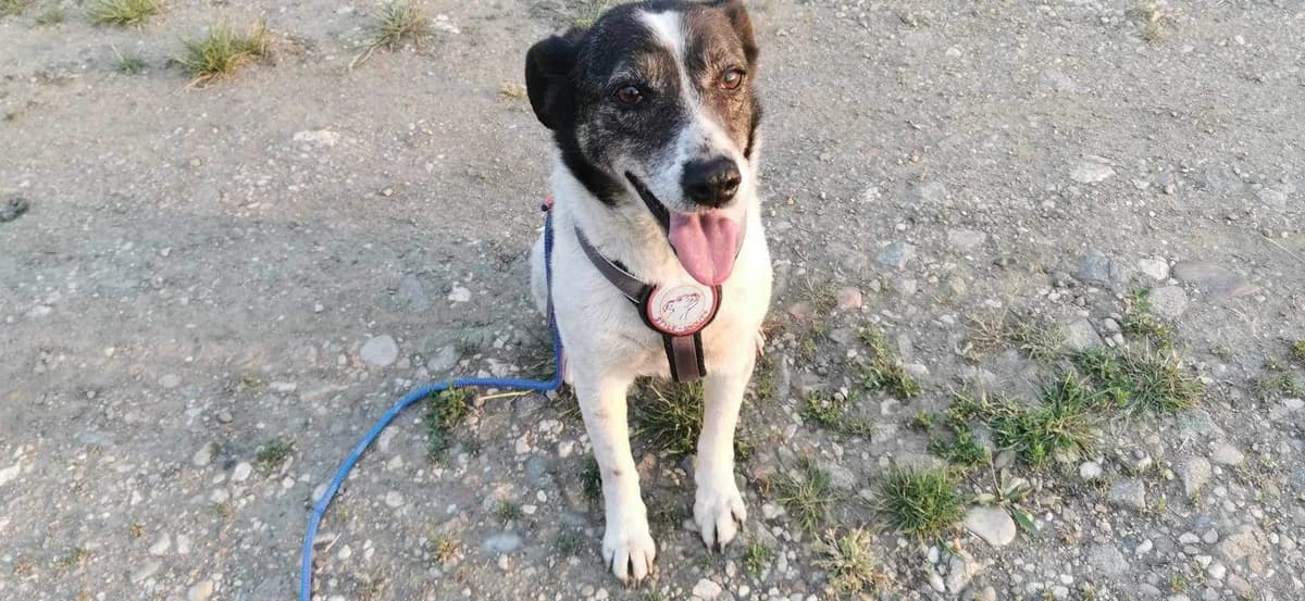 Liesbeth, female 6yo Mixed Breed for adoption at Ein Herz für Streuner e.V., München