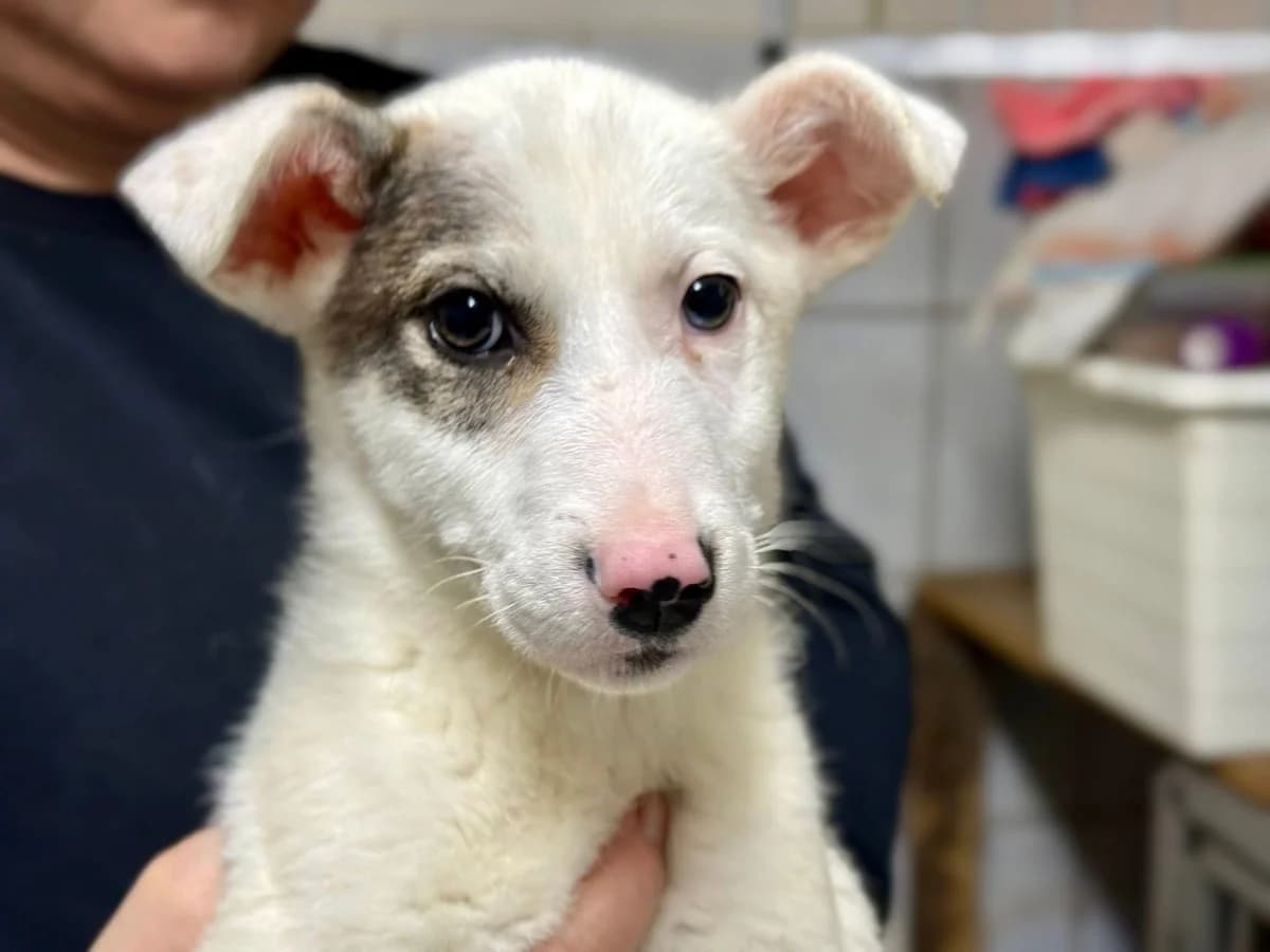 Liese, weiß female puppy Mixed Breed for adoption at Ein Herz für Streuner e.V., München
