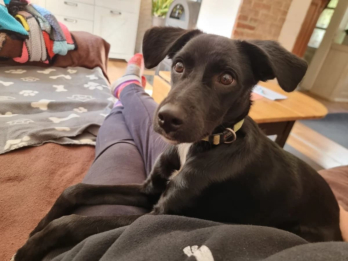 Liesel, female puppy Mixed Breed for adoption at Ein Herz für Streuner e.V., München