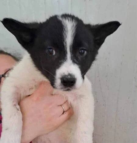 Lifa, puppy Mixed Breed for adoption at Ein Herz für Streuner e.V., München