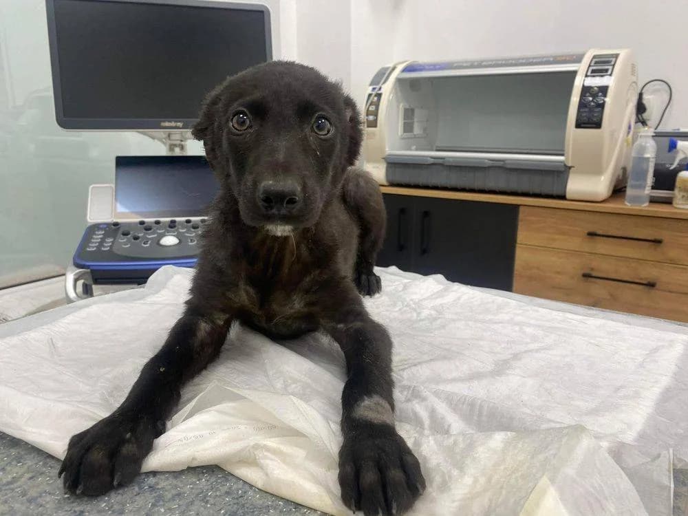 Life, puppy Mixed Breed for adoption at Ein Herz für Streuner e.V., München