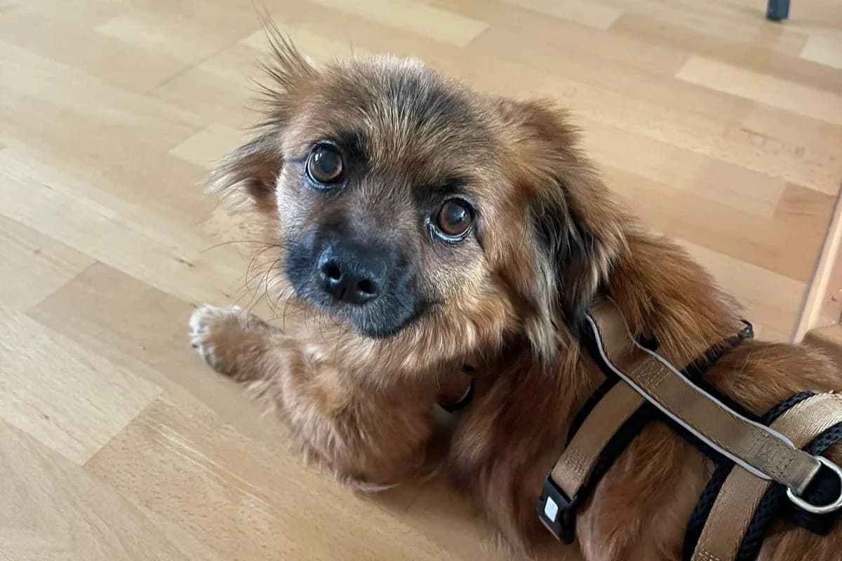 Lija, female young Mixed Breed for adoption at Ein Herz für Streuner e.V., München