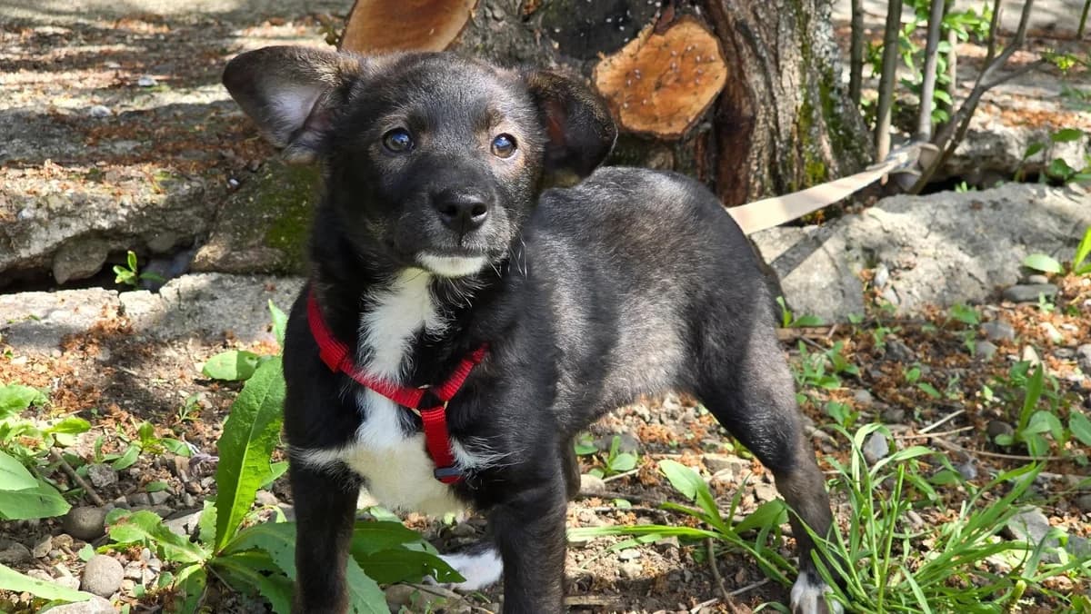 Lila, female young Mixed Breed for adoption at Ein Herz für Streuner e.V., München