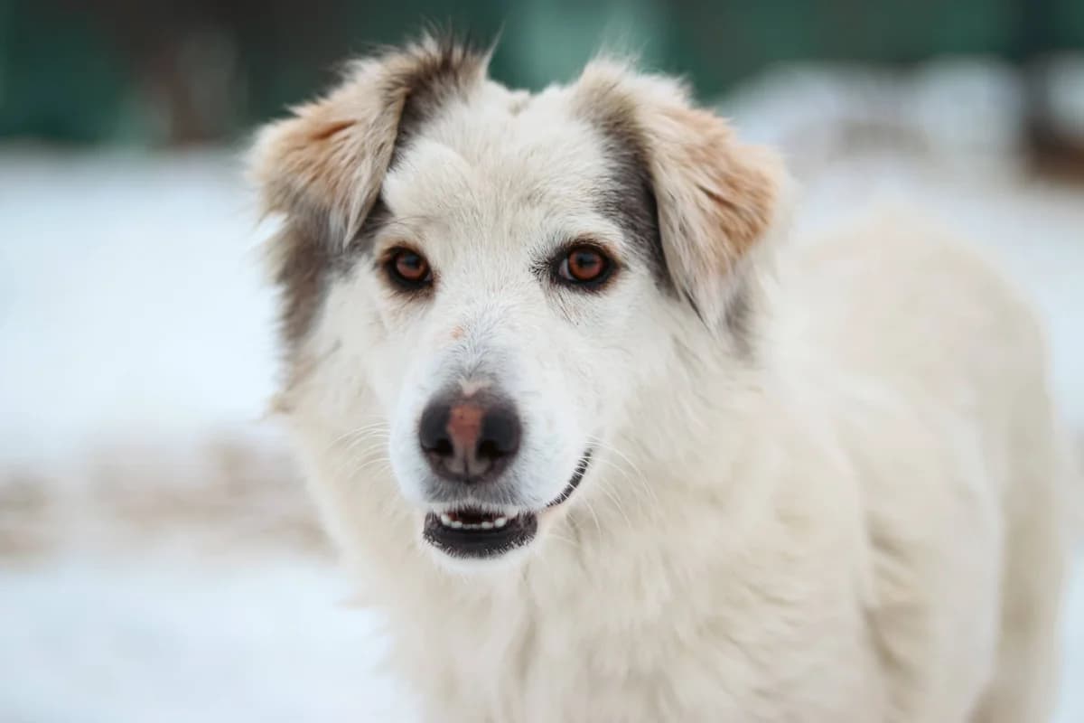 Lila, female young Mixed Breed for adoption at Ein Herz für Streuner e.V., München